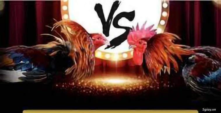 Đá Gà BONGVIP: Bí Ẩn Đằng Sau Sân Chơi Đỉnh Cao Gây Sốt