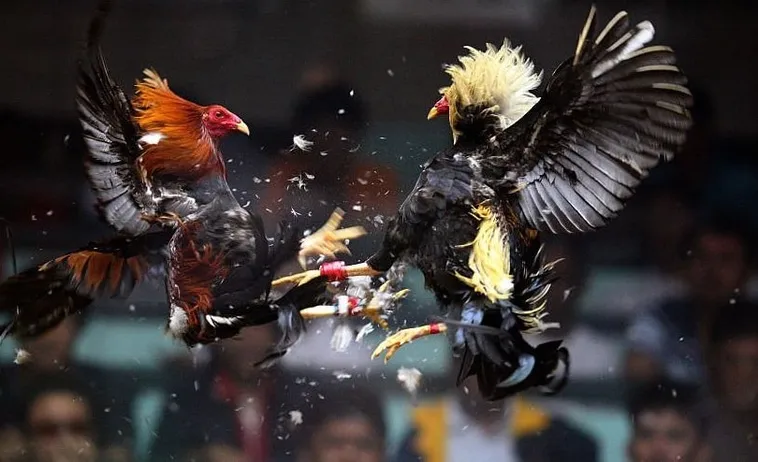 Khám Phá Bí Mật Đá Gà SumClub Hấp Dẫn Nhất 2025!