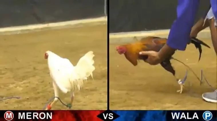 Đá Gà Bong88: Bí Quyết Thắng Lớn Cho Người Chơi Mới 2 Đá Gà Bong88: Bí Quyết Thắng Lớn Cho Người Chơi Mới