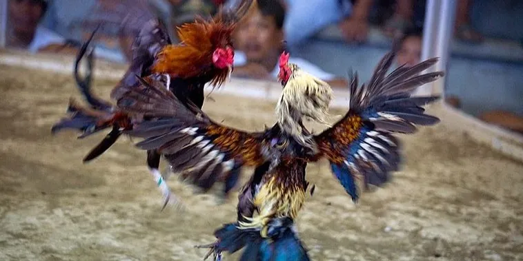 Tìm Hiểu Thế Giới Đá Gà Bet88: Sân Chơi Đầy Kịch Tính Và Hấp Dẫn 2 Tìm Hiểu Thế Giới Đá Gà Bet88: Sân Chơi Đầy Kịch Tính Và Hấp Dẫn